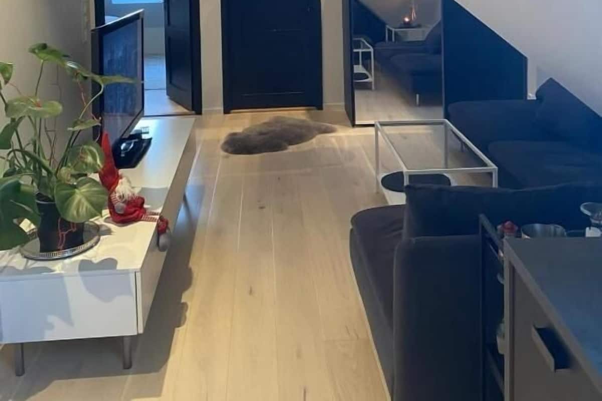 Un appartement moderne de style « loft », avec un plafond haut, une lucarne, un canapé de couleur sombre, une console blanche et une plante.