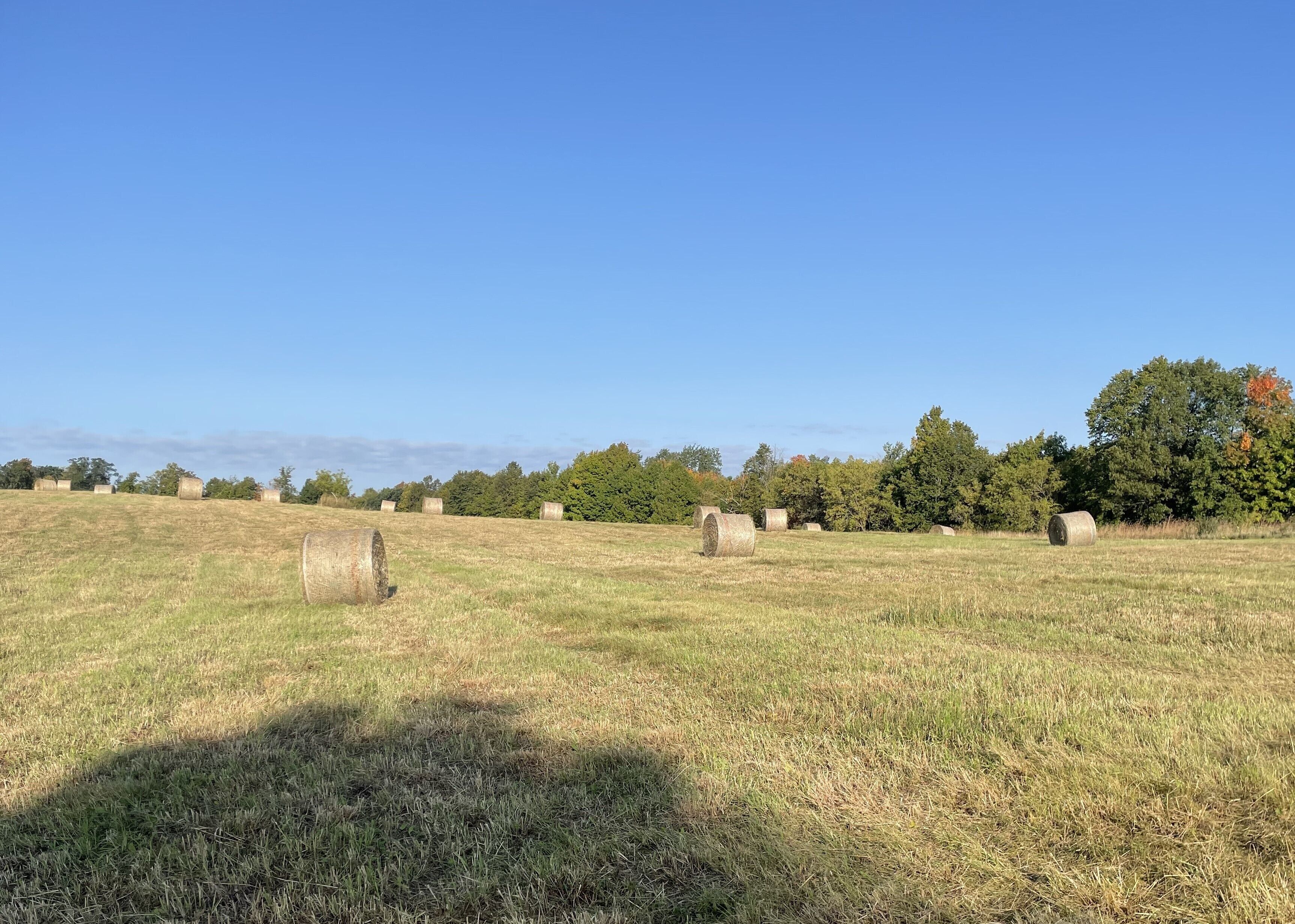 Ein ländliches Feld mit Heuballen und Bäumen im Hintergrund.
