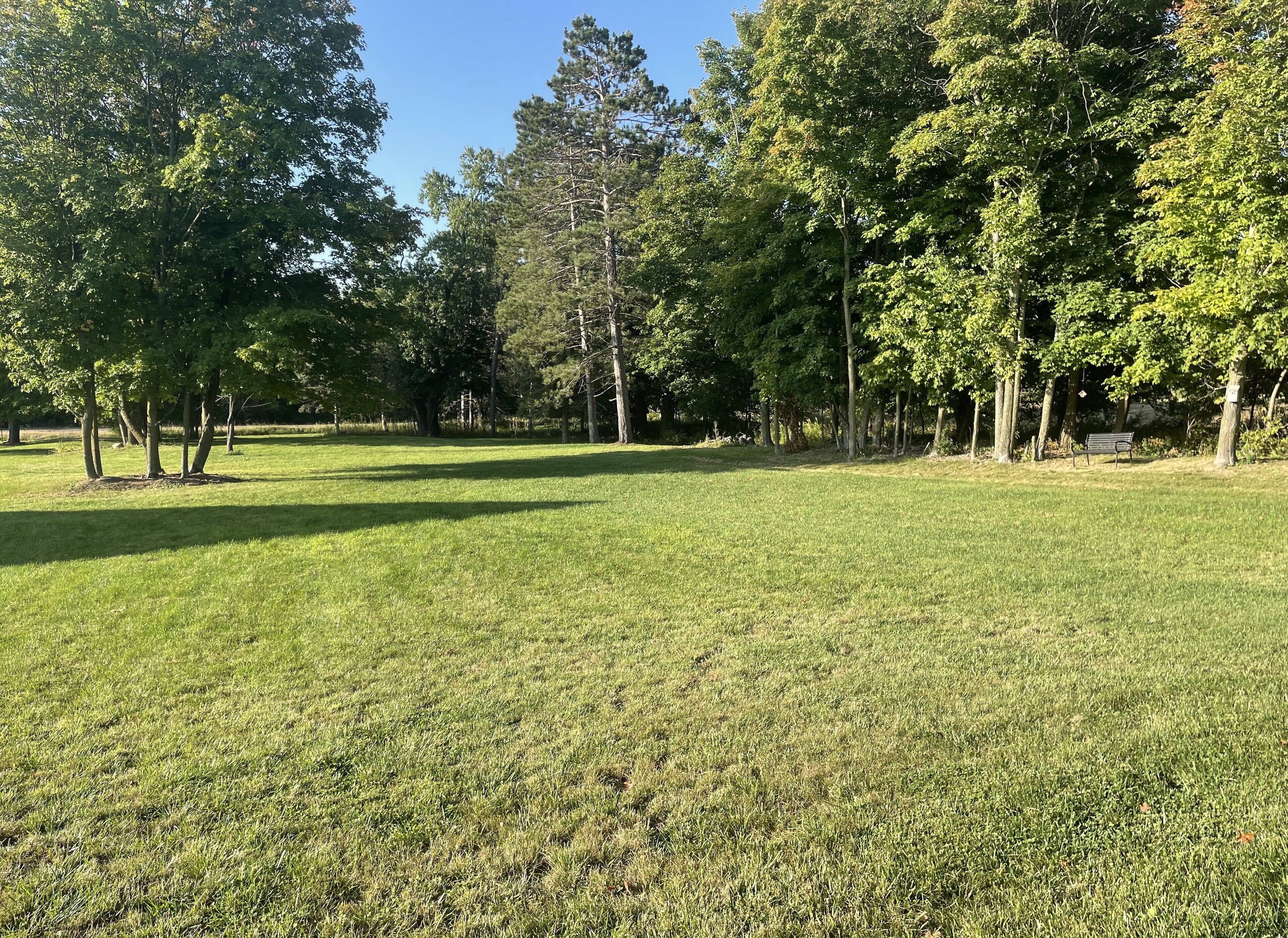 Een grasrijk park met bomen en een bank.