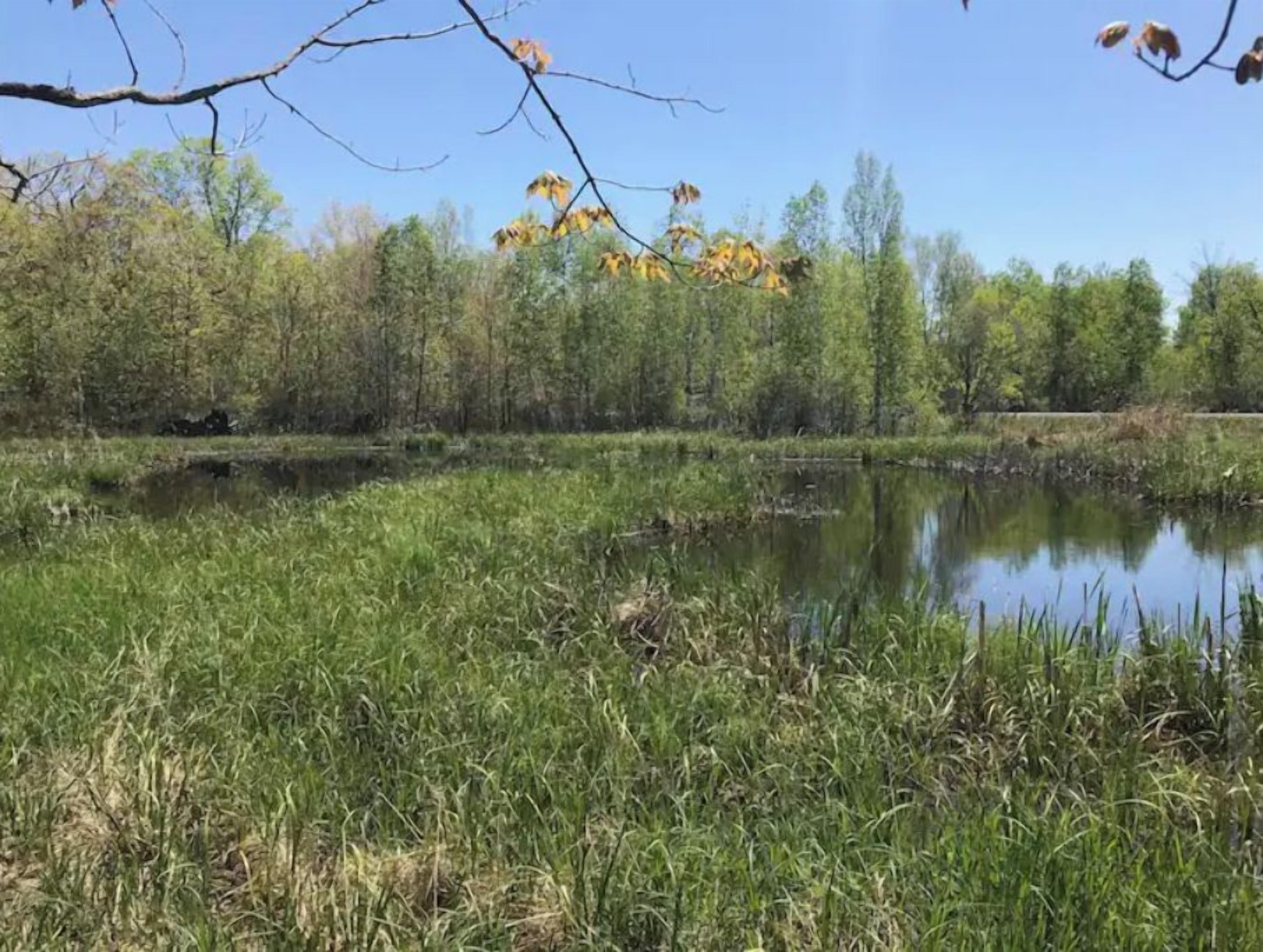 Un paysage naturel avec un étang bordé d’herbe et d’arbres.