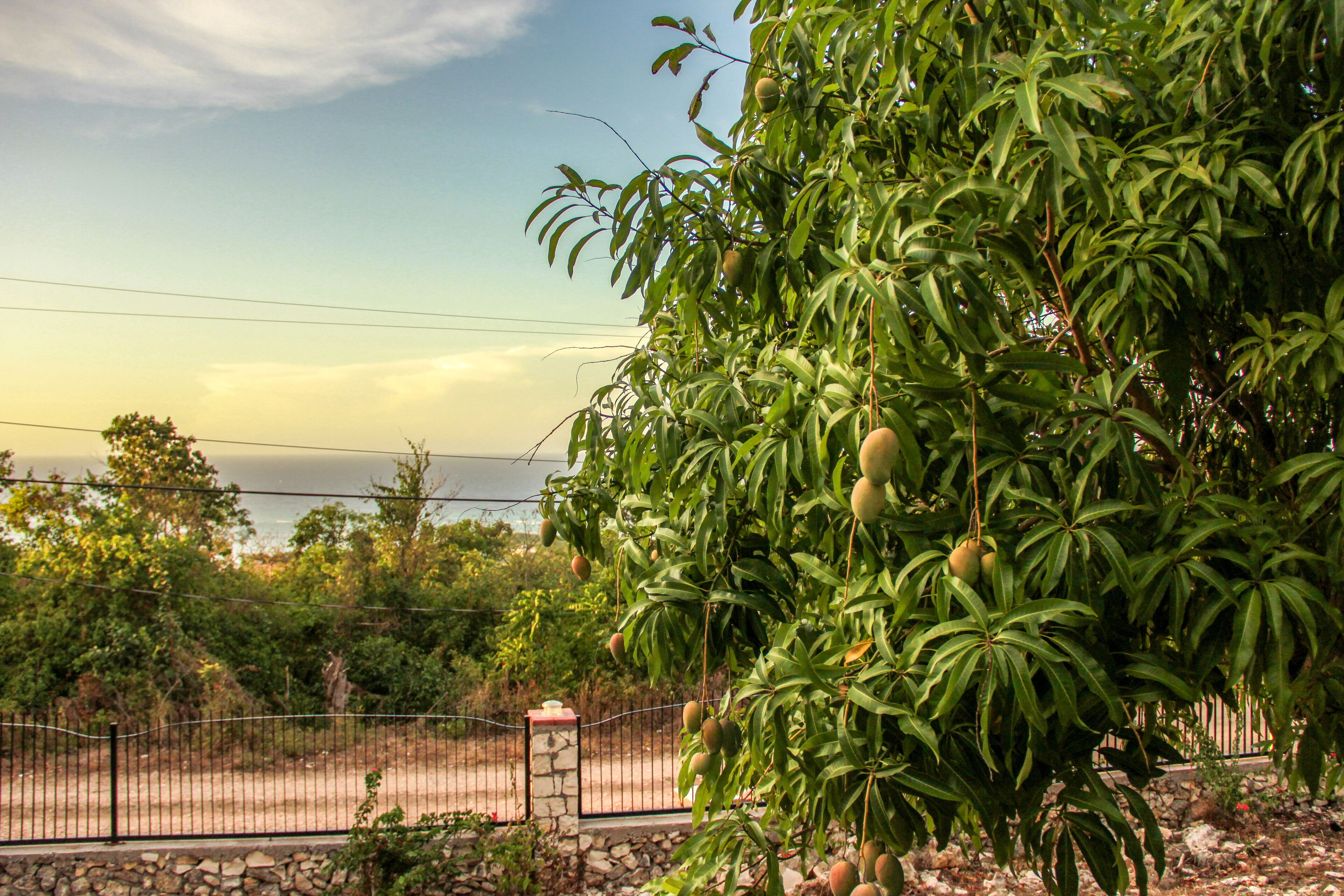 A mango tree with ripe fruit, a stone wall, and a metal fence.