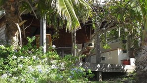Una casa in legno con veranda, circondata da vegetazione lussureggiante e una palma.