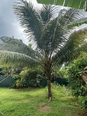 Un palmier se dresse dans une zone herbeuse, avec une clôture verte en arrière-plan.