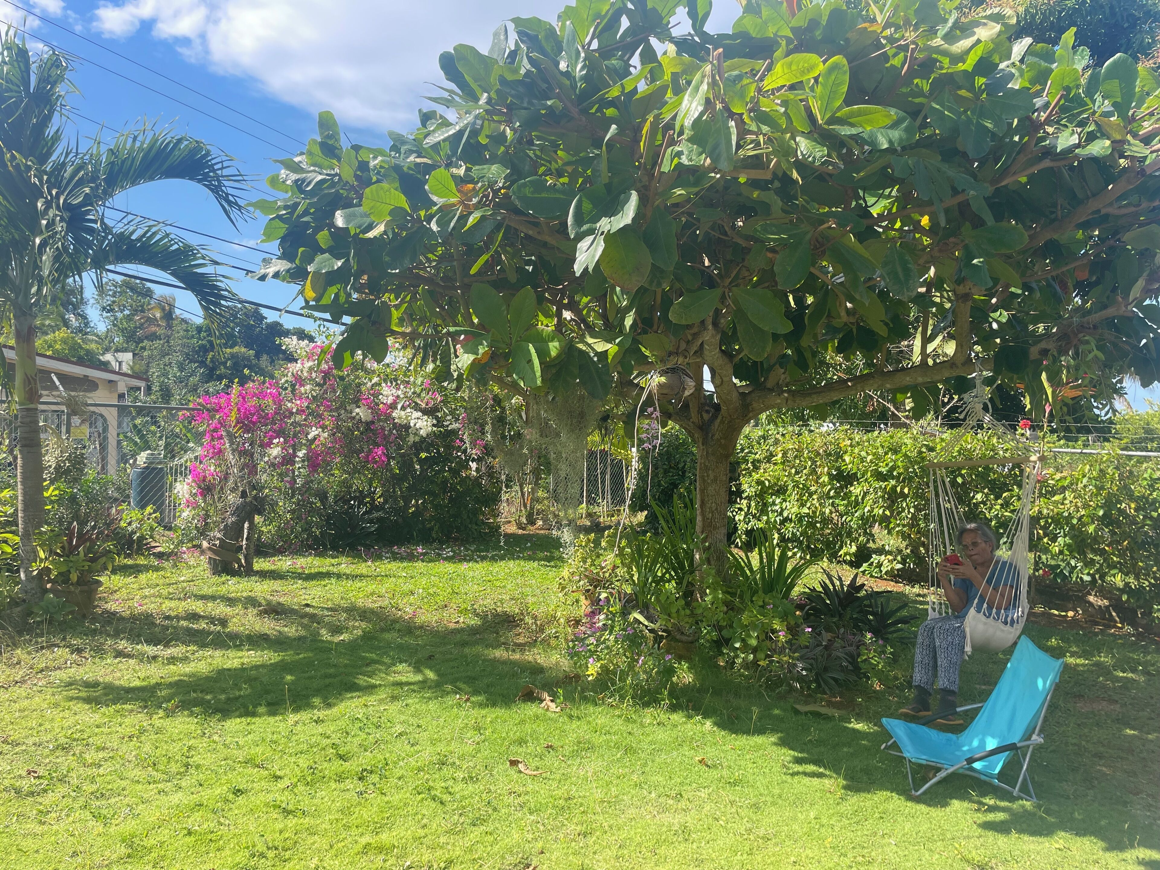 Un jardin avec un fauteuil suspendu, un arbre et différentes plantes.