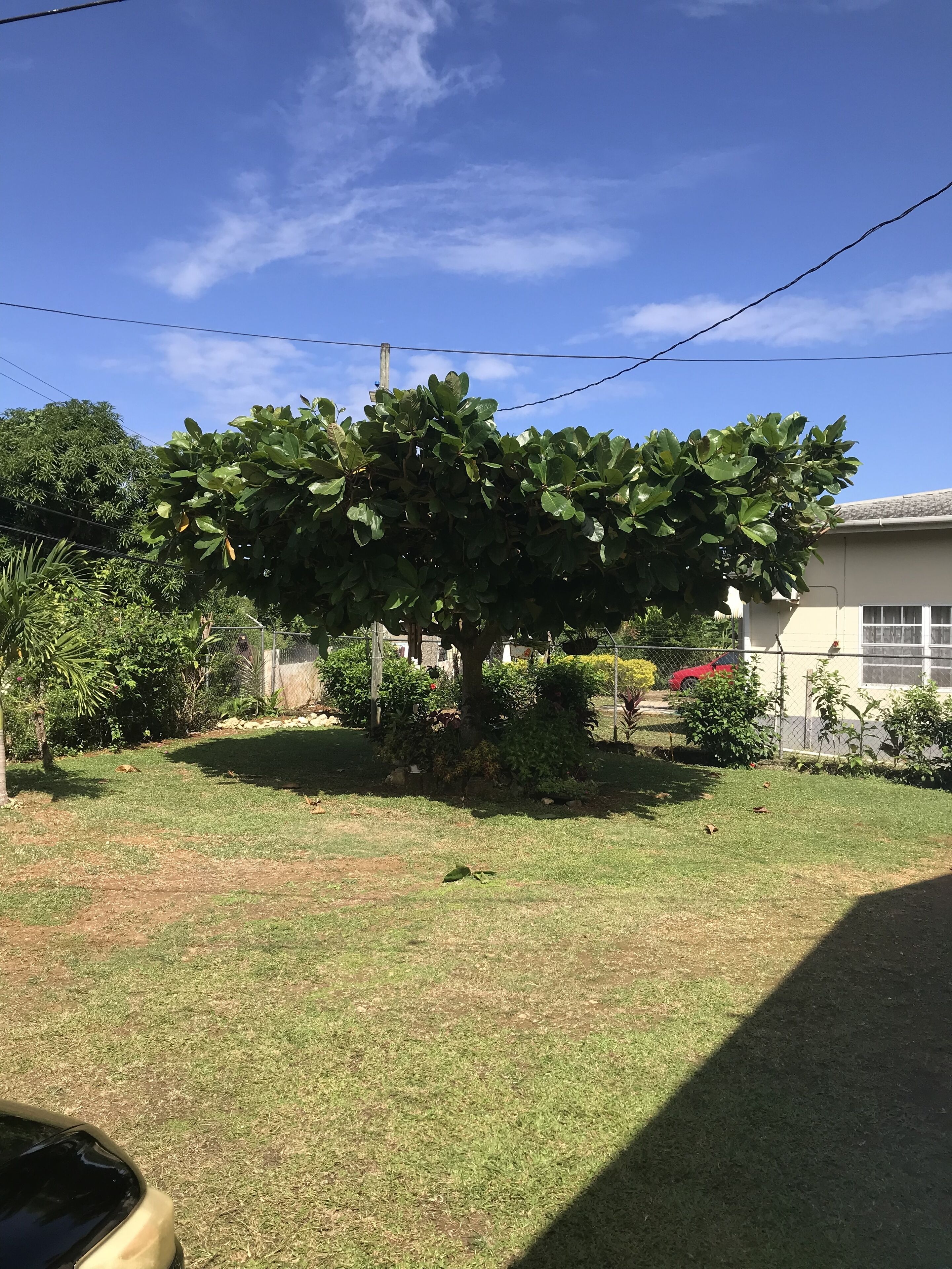 Un quartier résidentiel avec un grand arbre au centre, entouré d’une pelouse bien entretenue et de divers arbustes.