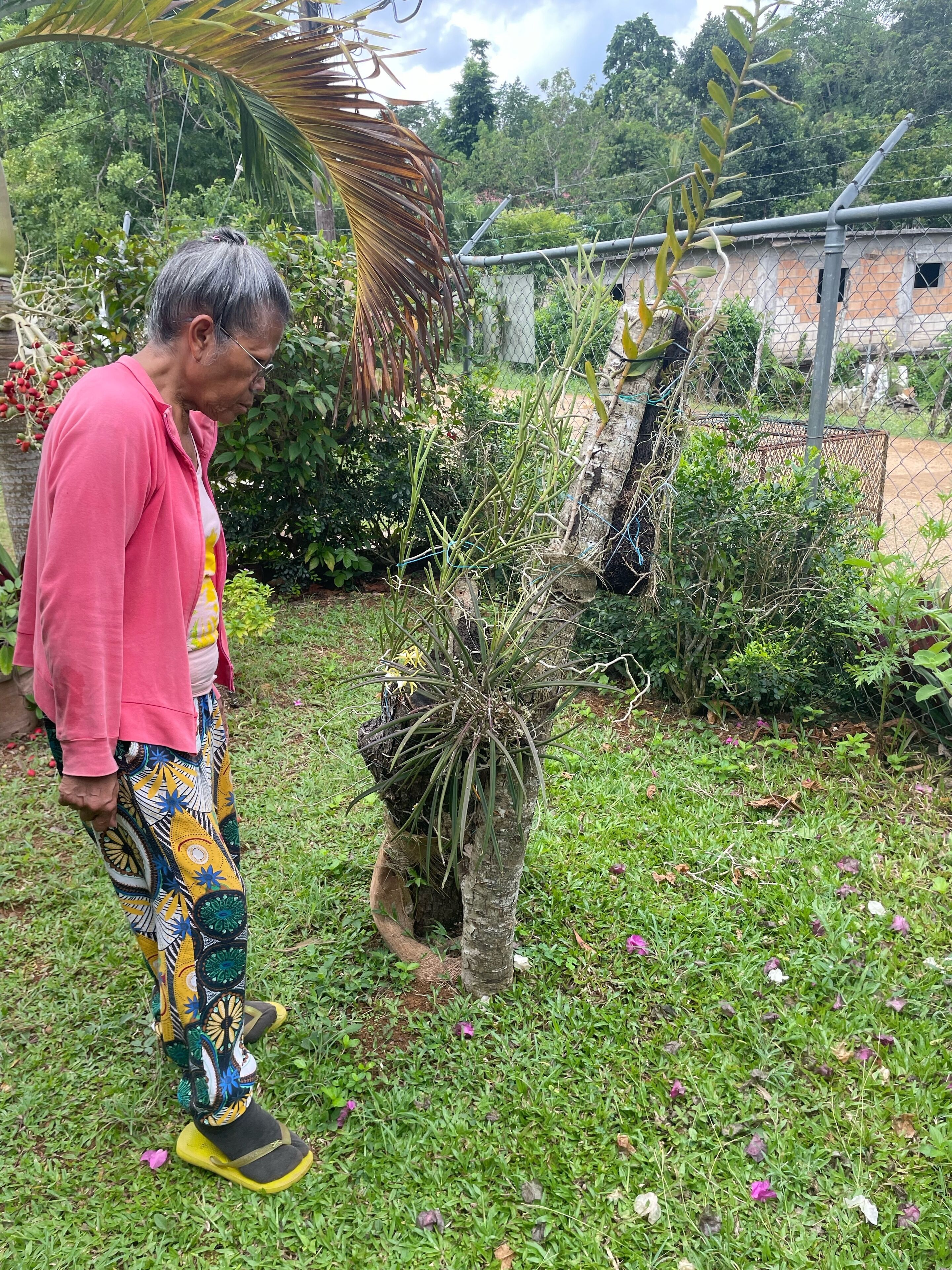 A person standing in a garden with a variety of plants and a fence in the background.