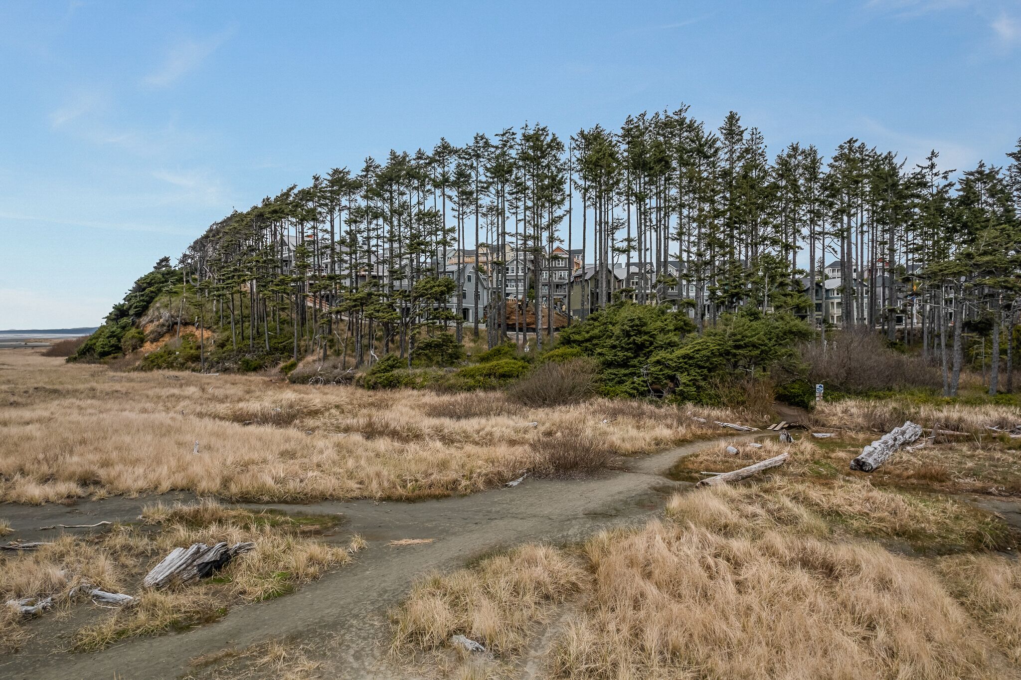 A coastal landscape with a dirt path leading to a cluster of tall pine trees and residential buildings in the background.