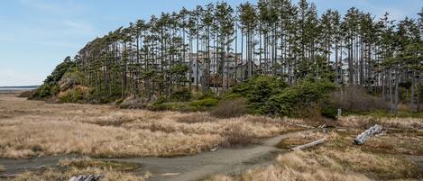 A coastal landscape with a dirt path leading to a cluster of tall pine trees and residential buildings in the background.