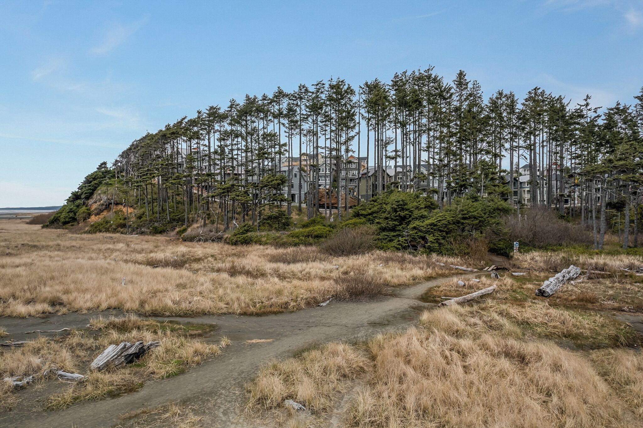 A coastal landscape with a dirt path leading to a cluster of tall pine trees and residential buildings in the background.