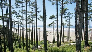 Bosque costero con árboles altos y una playa al fondo.