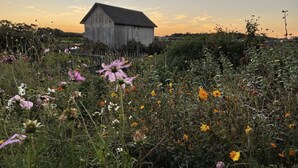 Un granero en un campo lleno de flores silvestres bajo un cielo despejado.