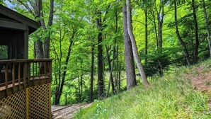 Eine Holzhütte mit einer Terrasse, umgeben von bewaldetem Gelände mit hohen Bäumen und einem Feldweg.