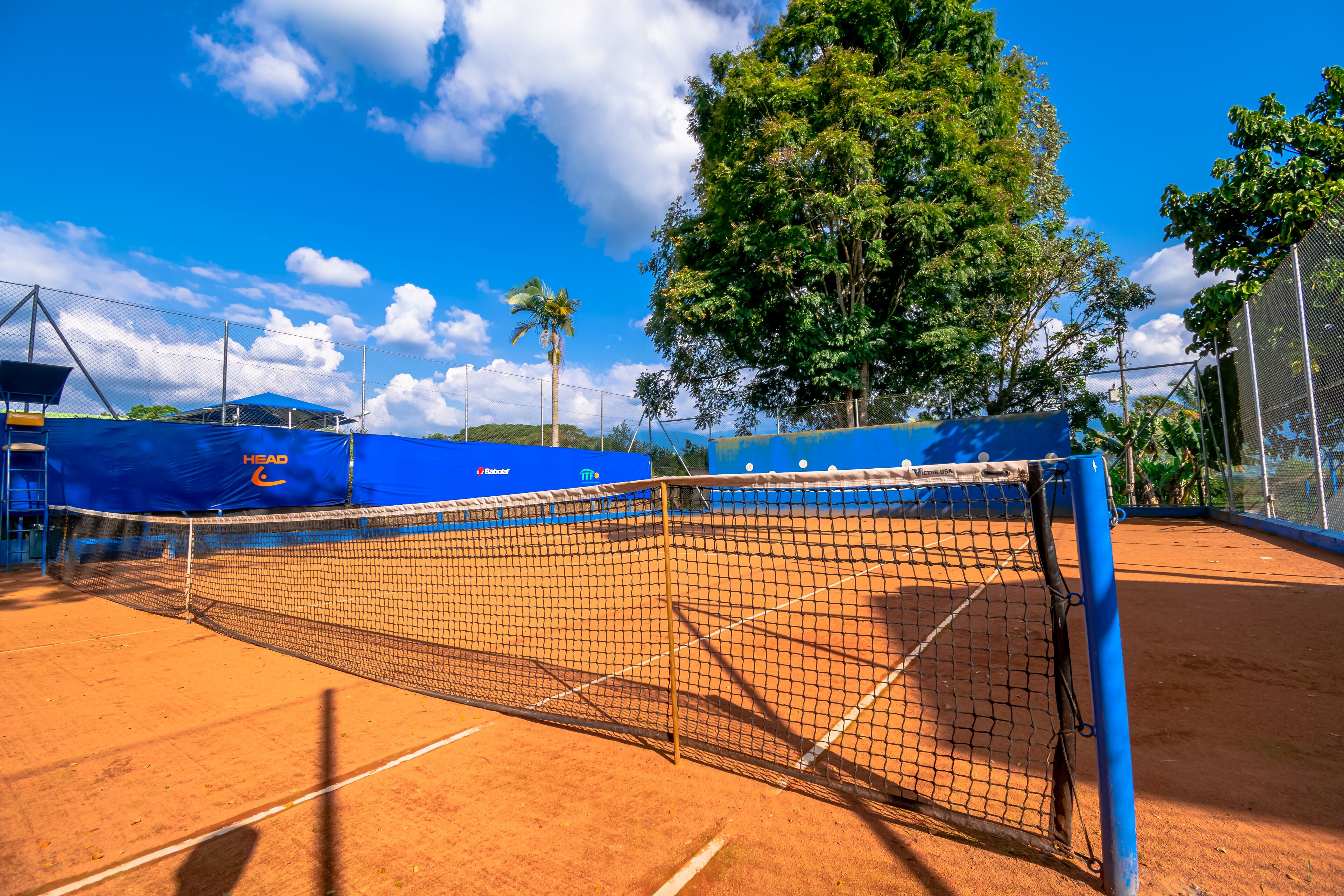 A tennis court with a net, blue fencing, and a palm tree in the background.