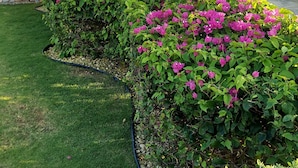 A house with a well-maintained lawn and vibrant bougainvillea bushes. - SUPREME LIVING VACATION HOME. Your home away from home!  (Portmore)