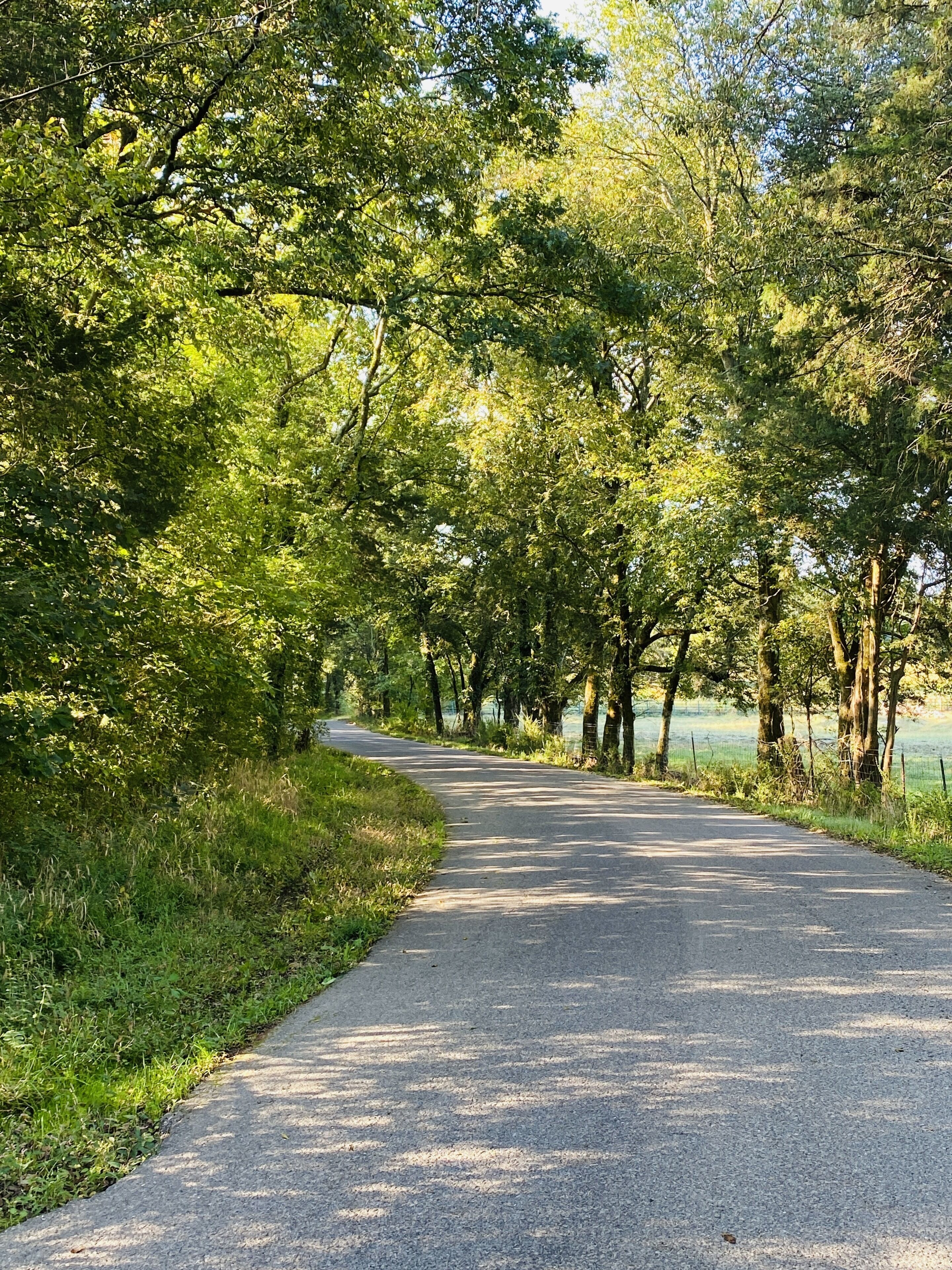 Un chemin de campagne asphalté, bordé d’arbres et d’herbe verdoyants.