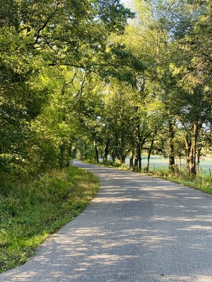 A paved country road flanked by dense green trees and grass.