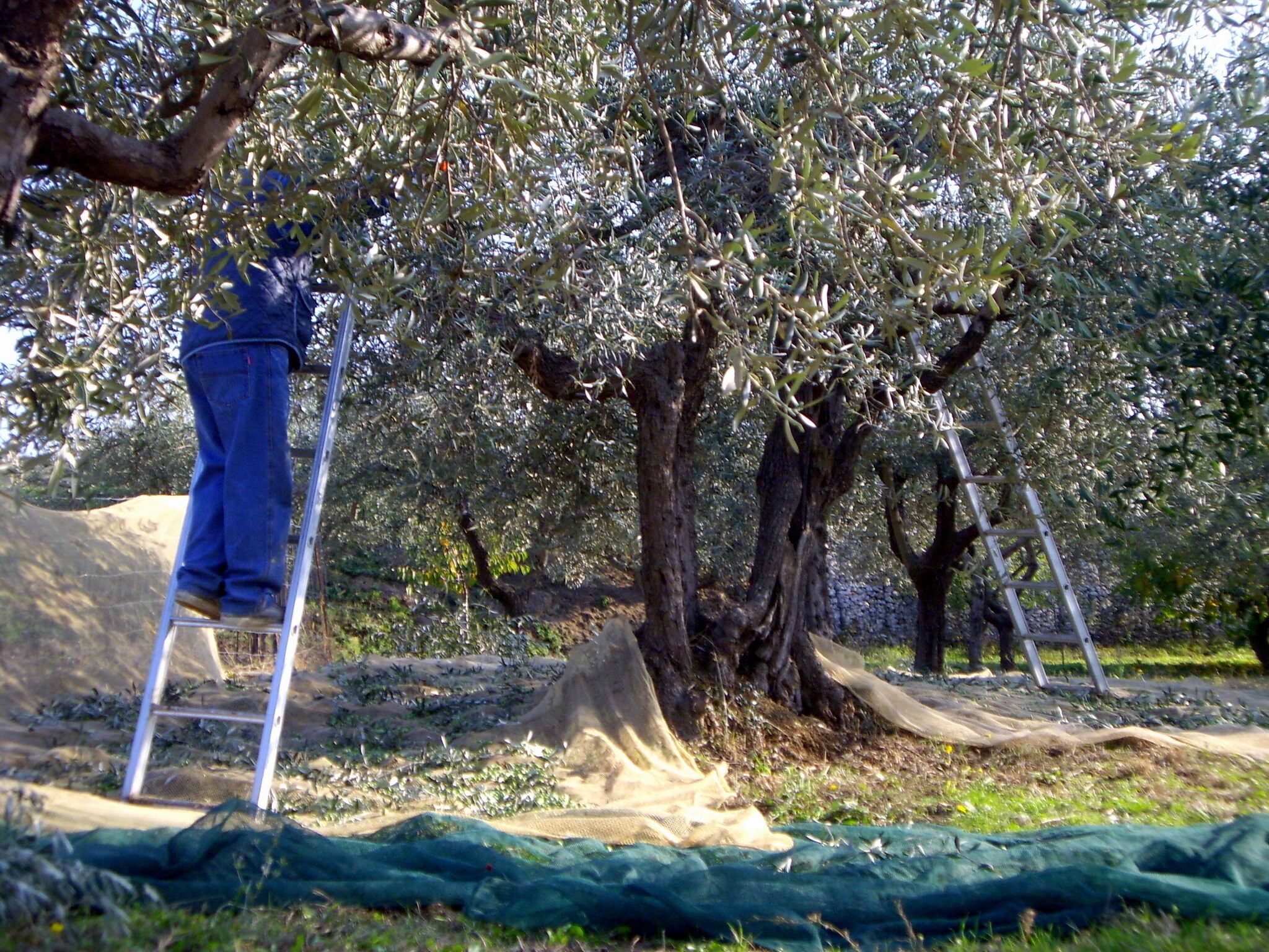 A tree with a ladder leaning against it, surrounded by a green netting and a tarp on the ground.