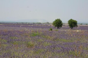 A field of lavender with two trees in the distance.