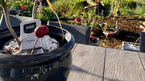 A garden with a black pot containing a plant and a thermometer, surrounded by various potted plants and flowers.