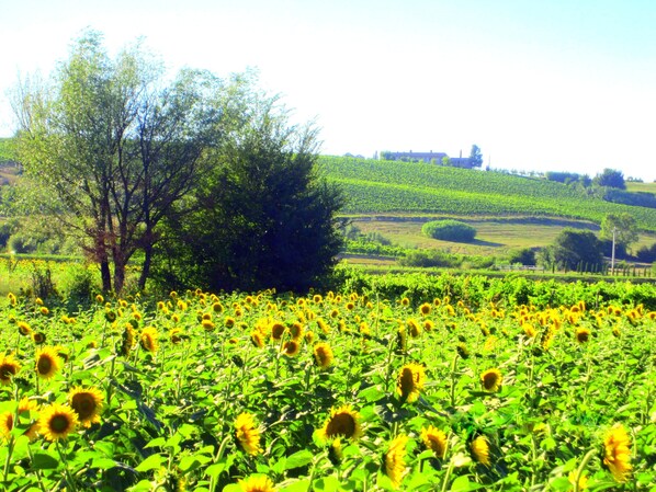 A field of sunflowers with a tree and a building in the background.
