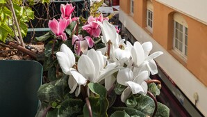 A building with balconies, a garden with flowers, and a clear sky. - La Casa de las Flores  (Cartagena)