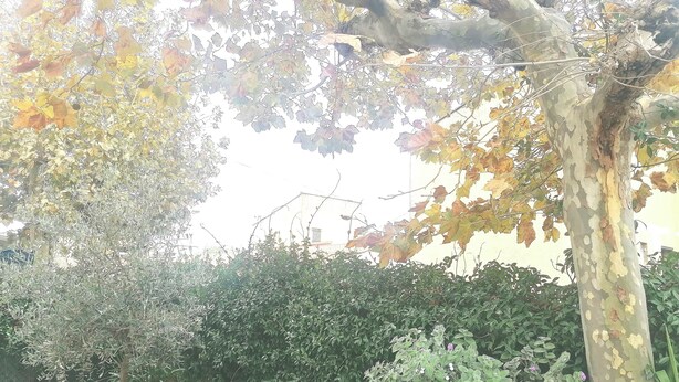 A garden with various potted plants and a tree with autumn leaves.