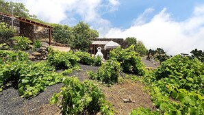 Un vignoble avec des rangées de vignes, une construction en pierre et une pergola.