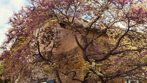 Un edificio de piedra con un árbol en primer plano.