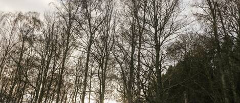 A dense forest with tall, leafless trees and a clear sky.