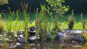 A natural pond with clear water, surrounded by rocks and various types of vegetation. - Cascina IL SOGNO  (Cossano Belbo)
