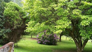 Ein üppiger Garten mit verschiedenen Bäumen und Sträuchern, einer Steinmauer und einem gepflegten Rasen.