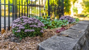 A garden with purple flowers and a stone border. - Entire Home in Hamburg! (Lexington)