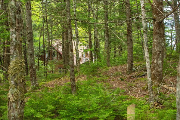 A forested area with a cabin partially visible through the trees.