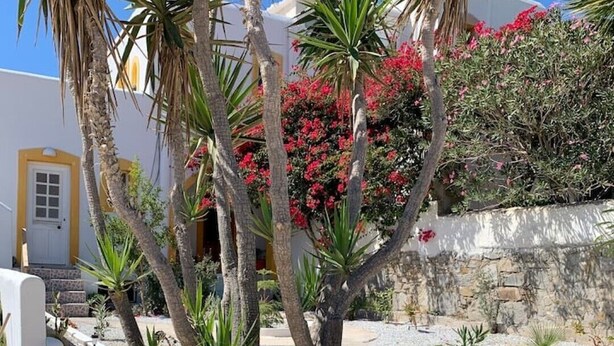 Un muro in pietra con una pianta in vaso e un piccolo albero.