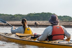 Kayak