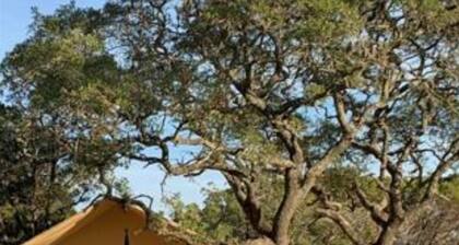 Hye Hilltop Glamping Wine & Whiskey in the Wild