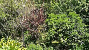 Un jardin agrémenté de diverses plantes et d’un petit élément décoratif aquatique.