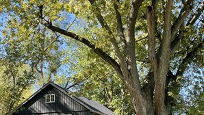 A rustic cabin with a gravel path leading to a wooden deck.
