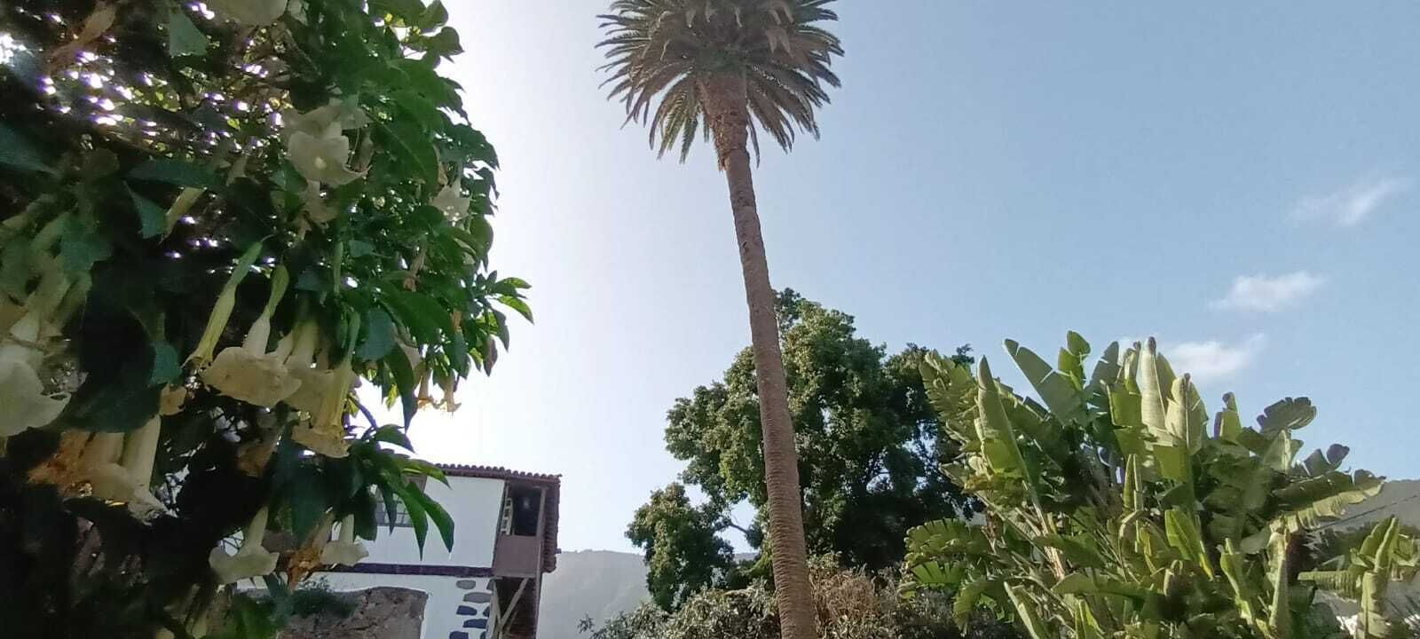 A building with a stone facade and a flat roof, surrounded by lush greenery including a tall palm tree and various plants.