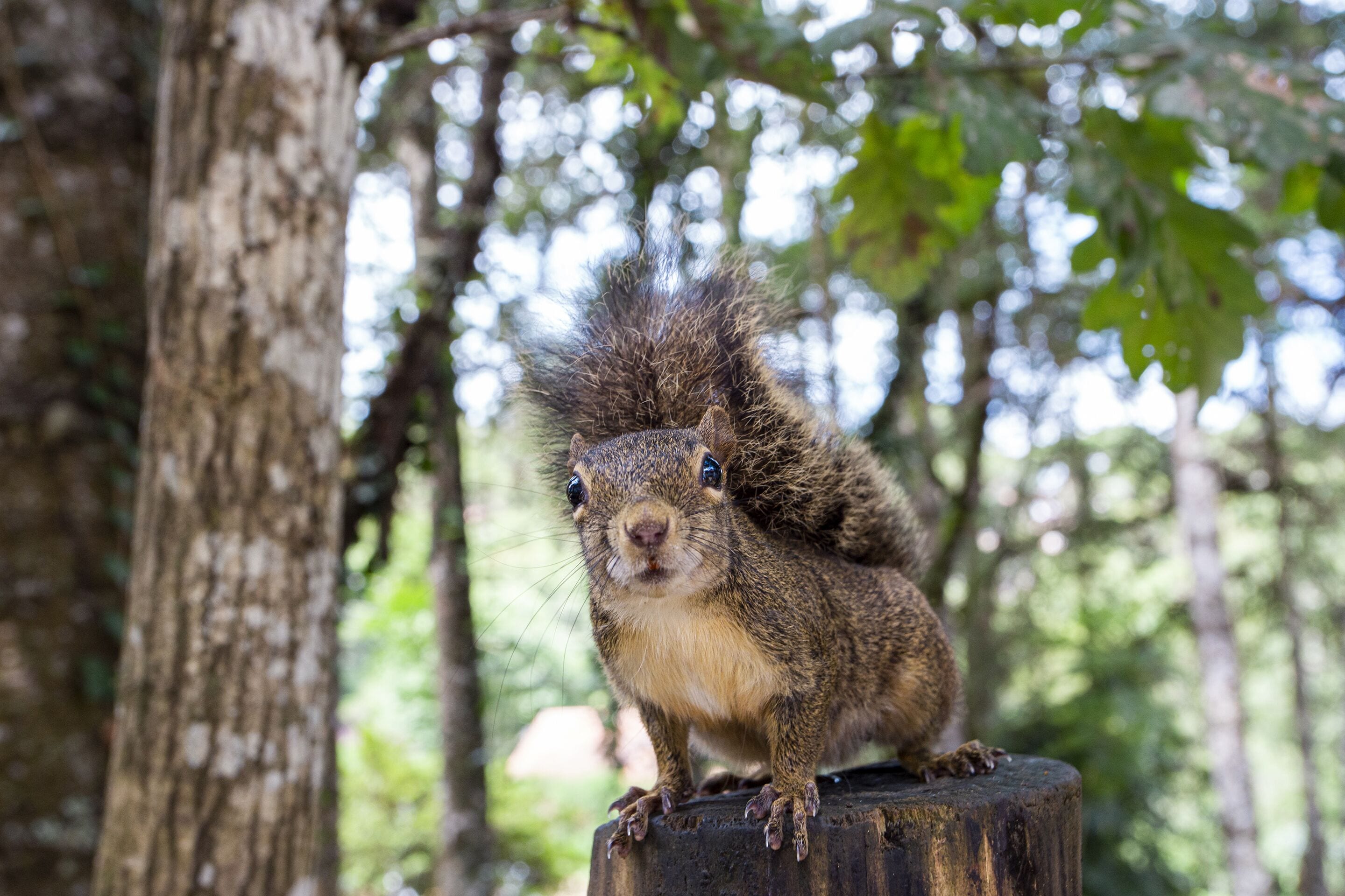 Foto - Pousada Vila Suiça - Monte Verde