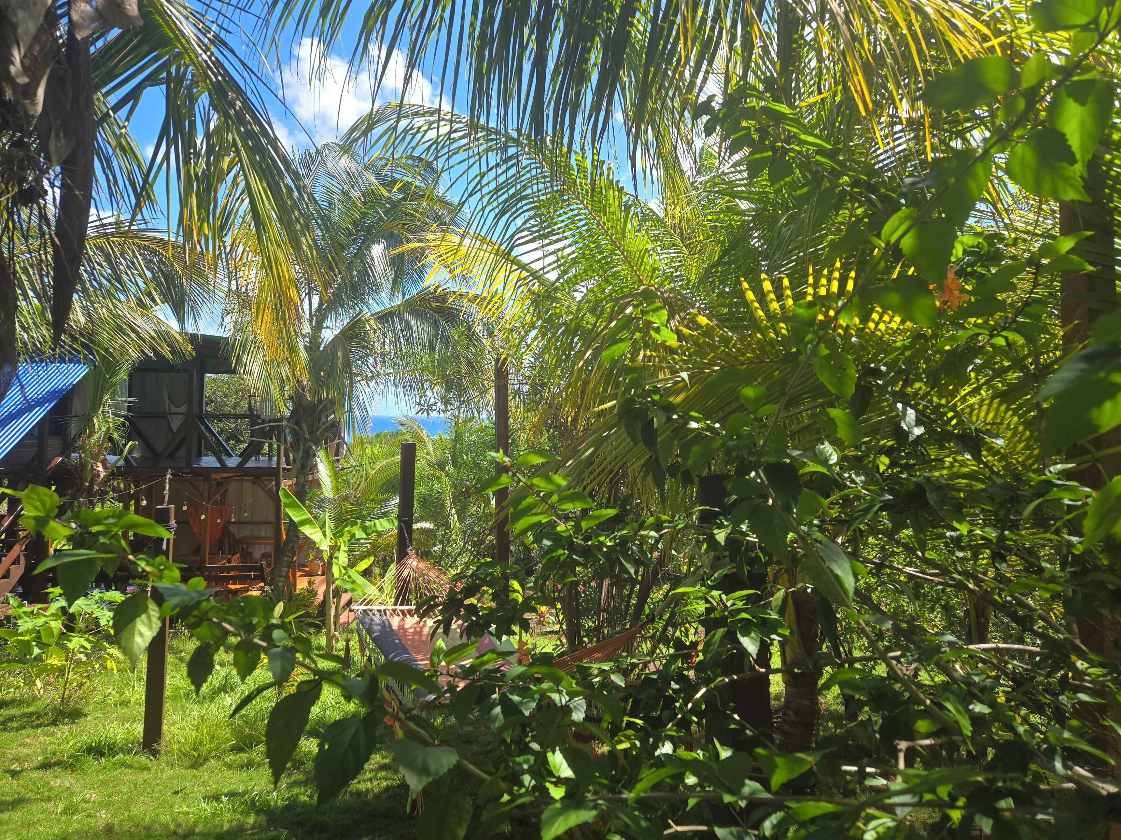 A lush garden with palm trees, a hammock, and a wooden structure.