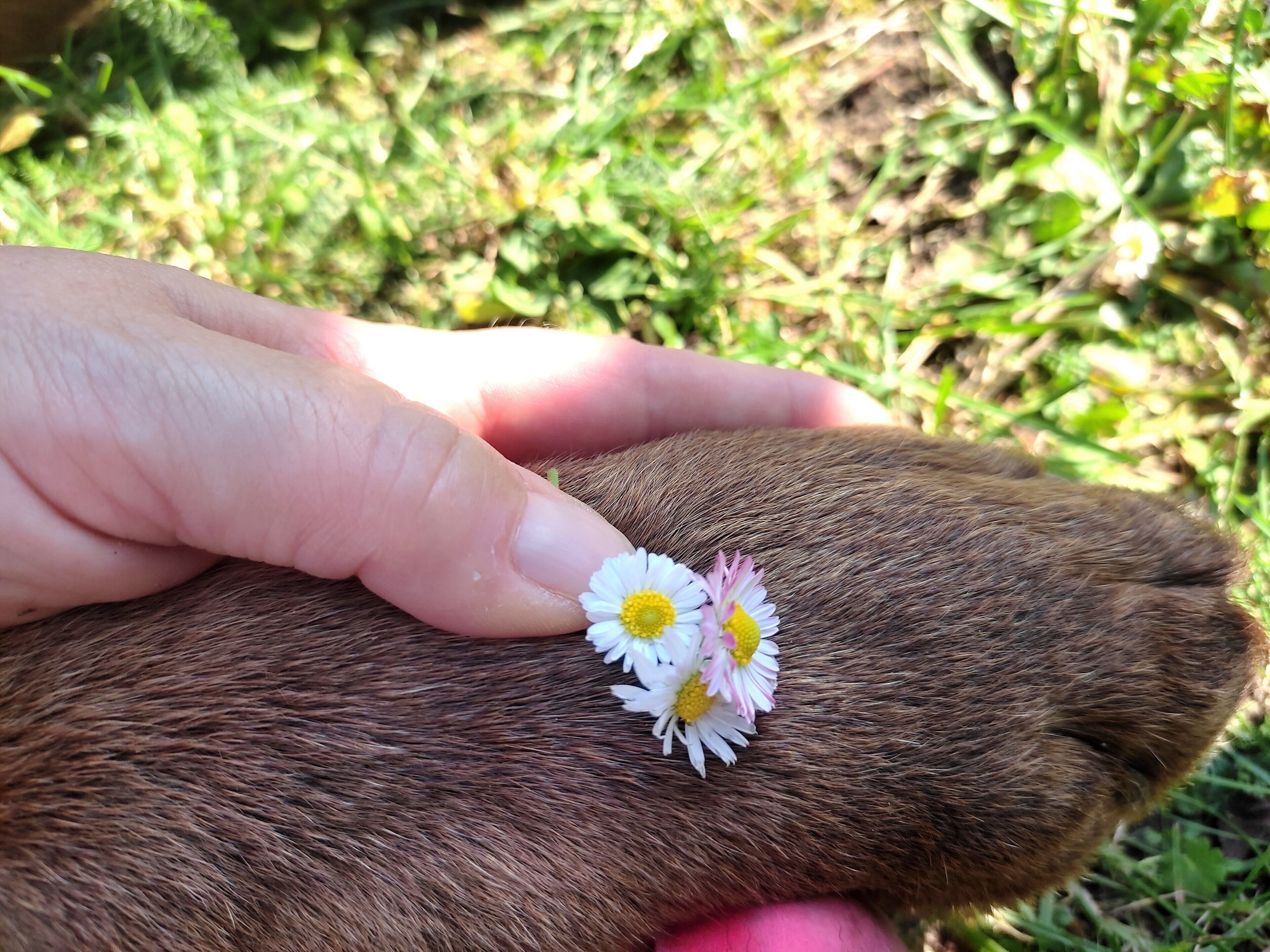 Een hand die een pootje vasthoudt, met een bloem.