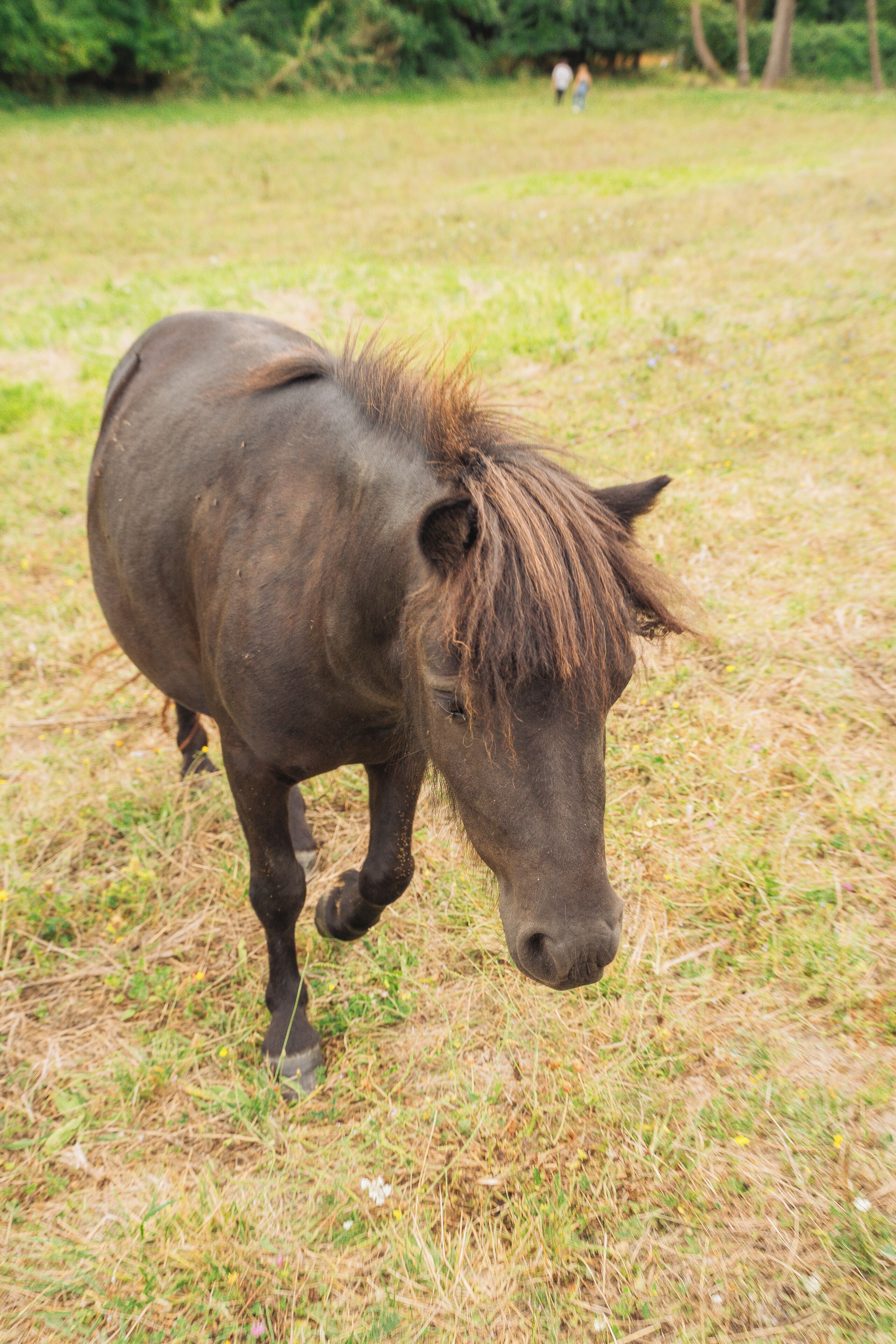 Ein Pferd weidet auf einer Wiese.