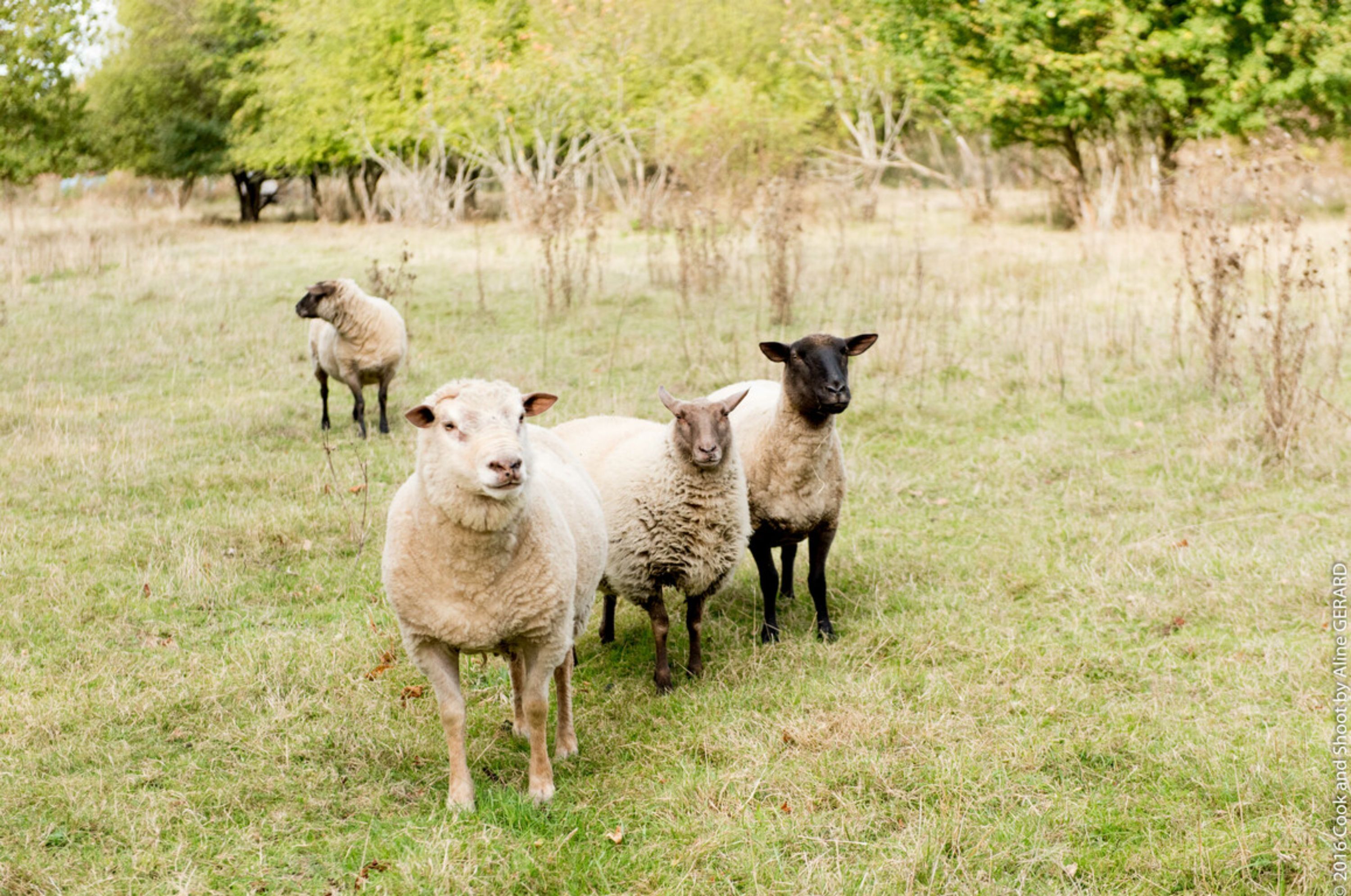 A group of sheep in a grassy field with trees in the background.
