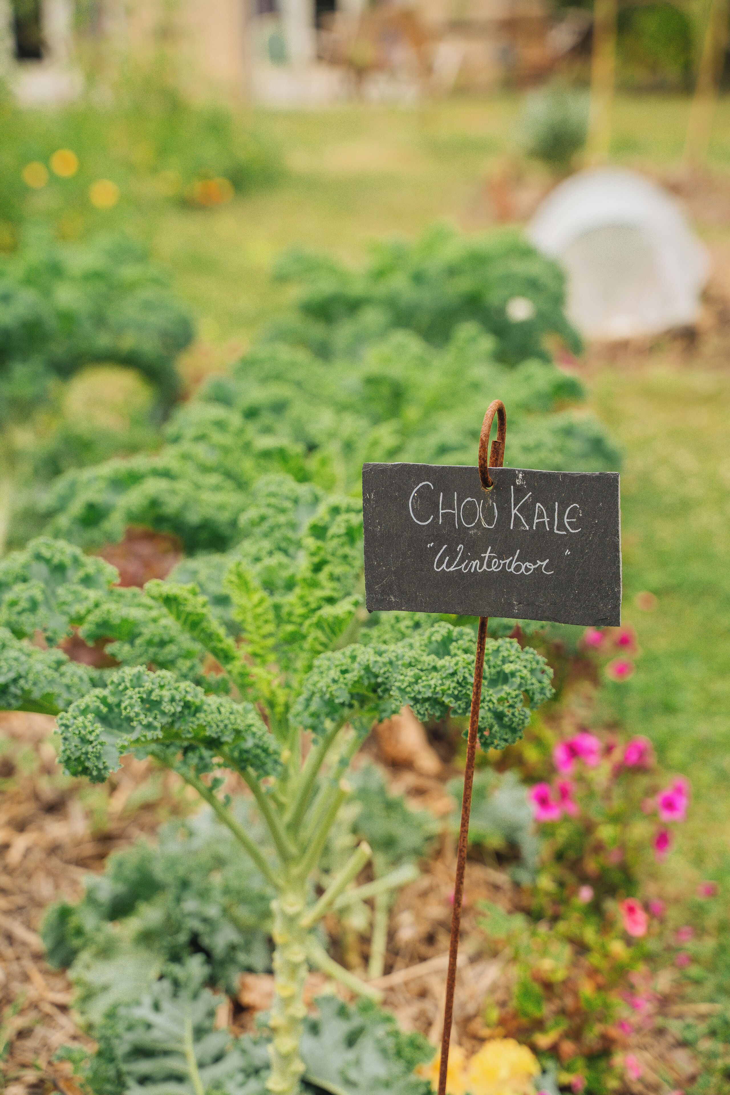Un jardín con un letrero que dice 'CHOU KALE 'Winterbor'.