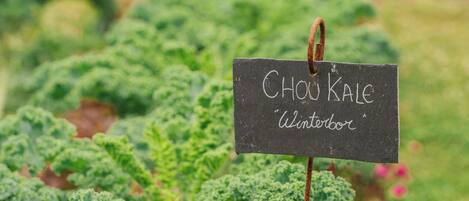 A garden with a sign labeled "CHOU KALE 'Winterbor'".