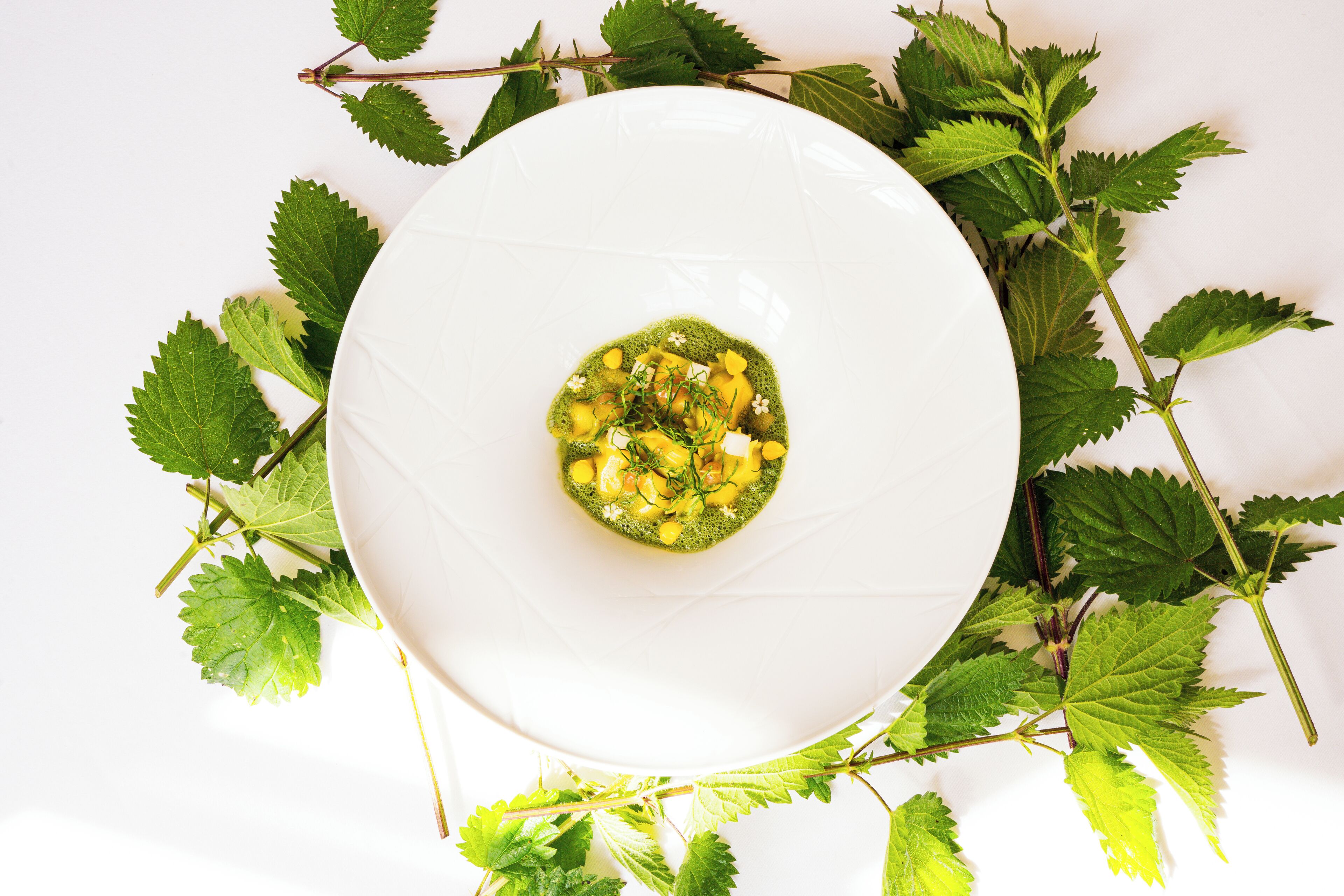 A white plate with a green dish in the center, surrounded by green leaves.