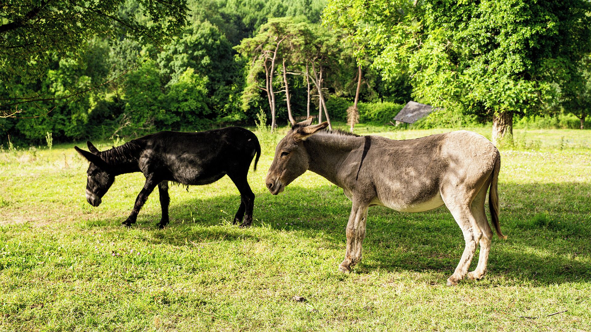 Two donkeys grazing in a grassy field with trees in the background.