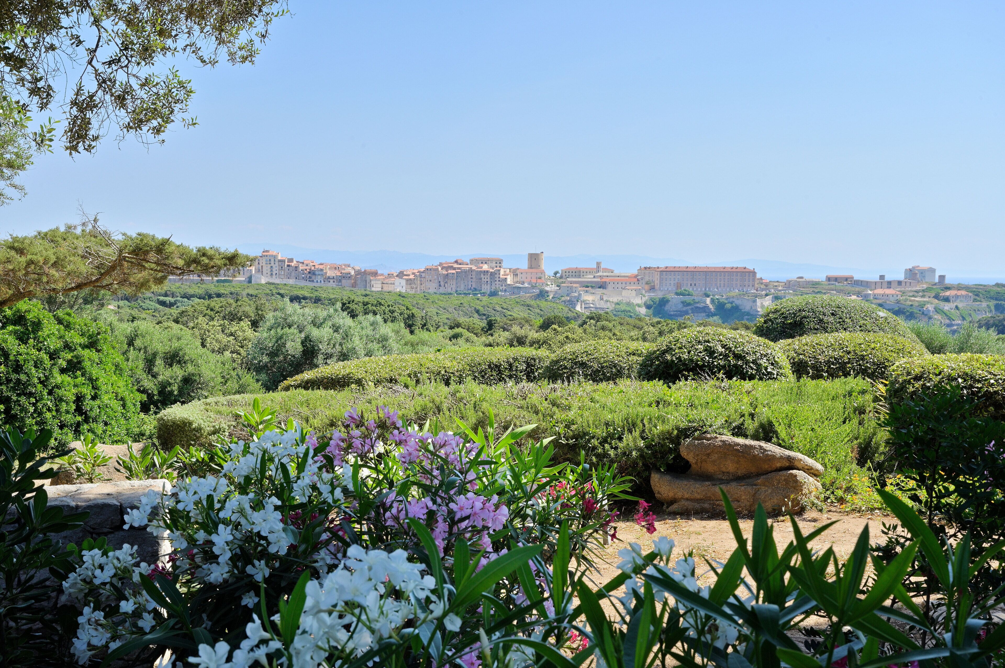 Un jardín con diversas plantas y flores, una roca grande y una vista distante de edificios.