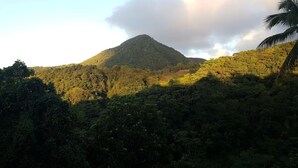 Montanha com vegetação florestal densa e uma palmeira em primeiro plano.